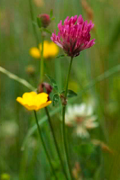 Clover by Richard Perchard