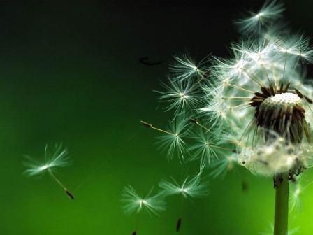 Dandelion seed head by Richard Perchard