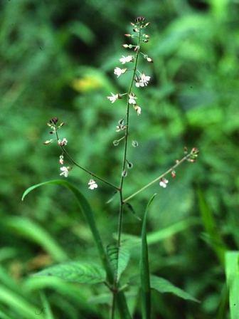 Enchanters Nightshade by Richard Perchard