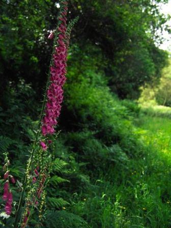 Foxgloves by Richard Perchard