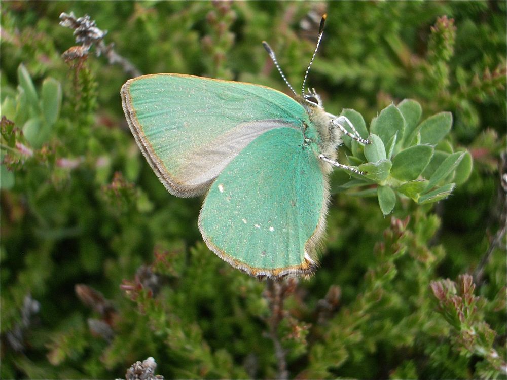 Green Hairstreak by Tony Paintin