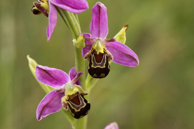 Bee Orchid by Richard Perchard