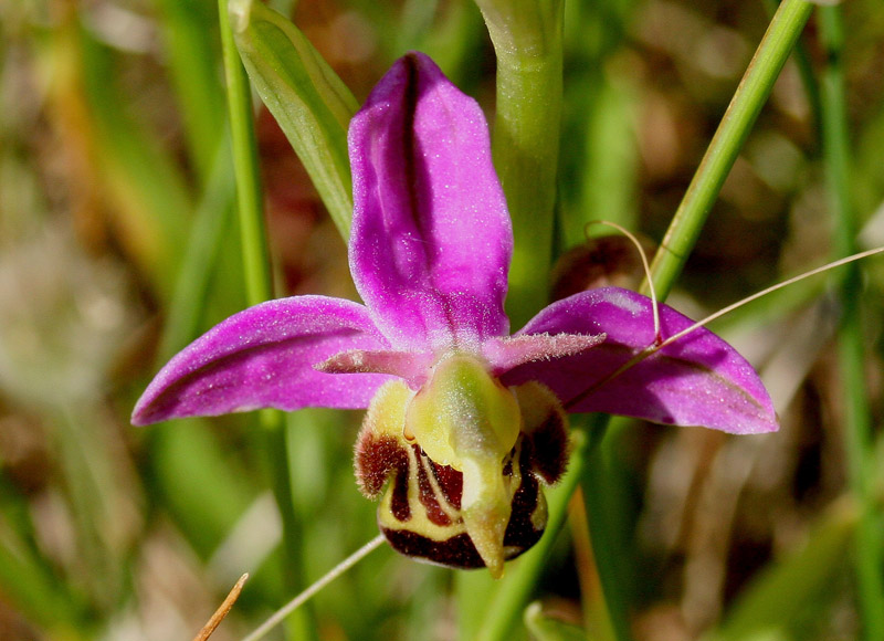 Bee Orchid by Duncan Wilson