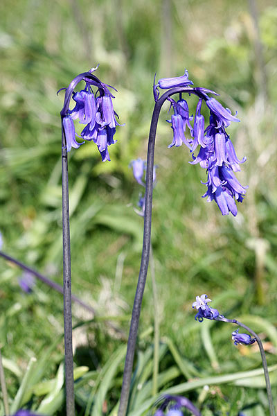 Bluebell by Mick Dryden