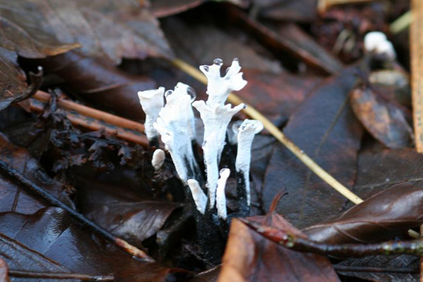 Candlesnuff by Richard Perchard