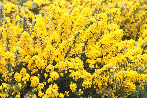Common Gorse by Mick Dryden