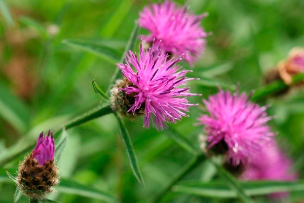 Common Knapweed by Richard Perchard