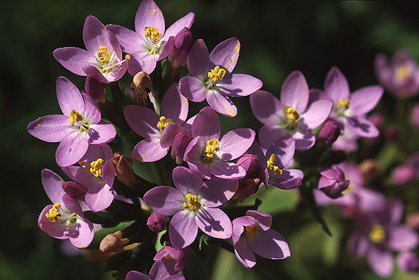 Common Centuary by Richard Perchard