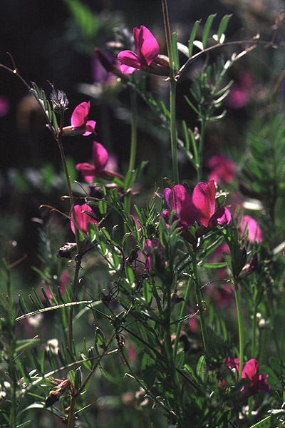 Common Vetch by Richard Perchard