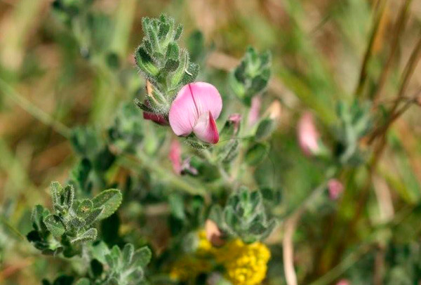 Common Restharrow by Richard Perchard