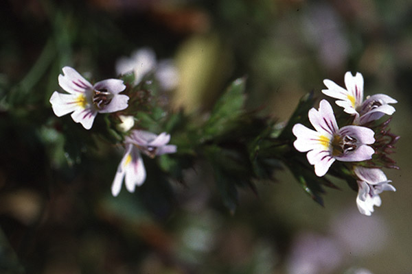 Eyebright by Richard Perchard
