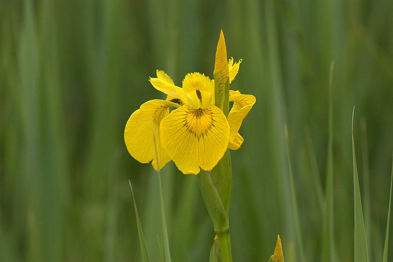 Flag Iris by Andrew Koester