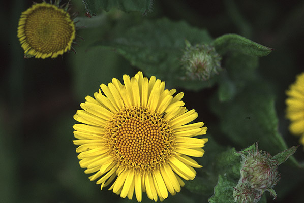 Fleabane by Richard Perchard