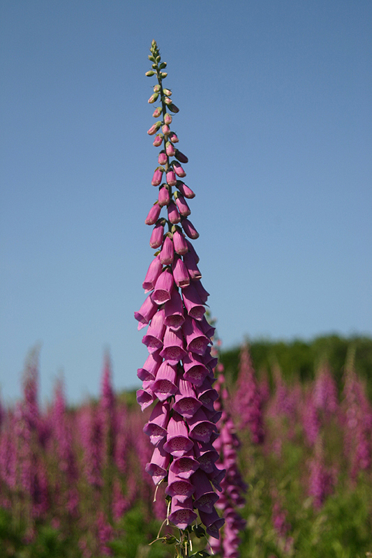 Foxglove by Mick Dryden