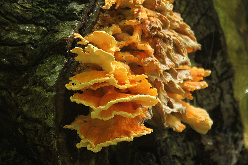 Chicken-in-the-Wood by Mick Dryden