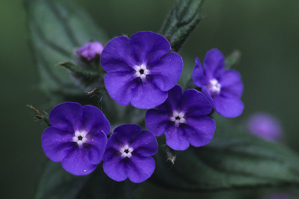 Green Alkanet by Richard Perchard