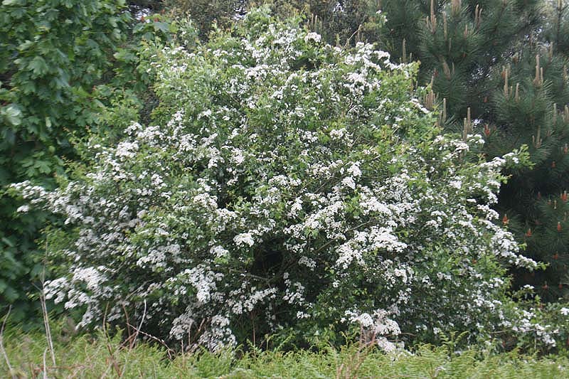 Hawthorn by Mick Dryden
