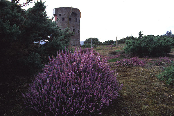 Heather by Richard Perchard