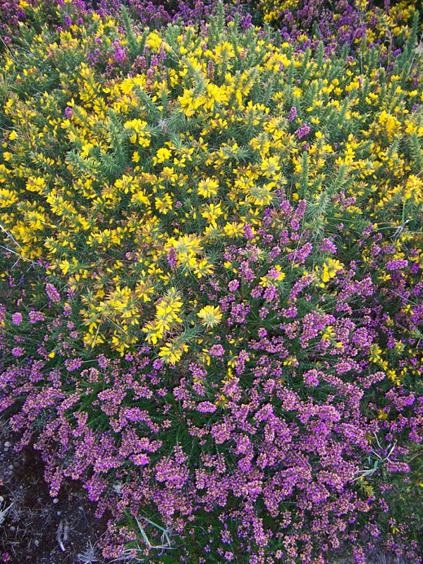 Heather and Gorse by Regis Perdriat