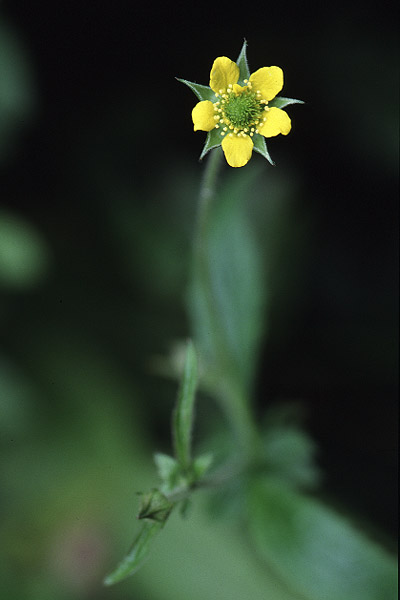 Herb Bennet by Richard Perchard