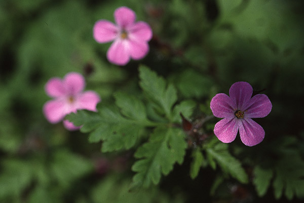 Herb Robert by Richard Perchard