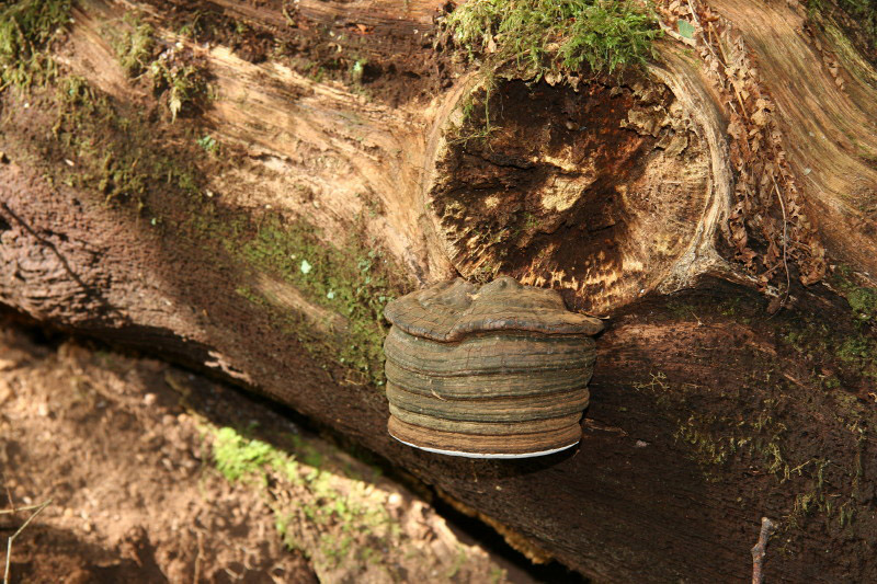 Hoof or Tinder Fungus by Richard Perchard