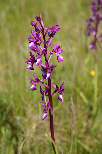 Loose-flowered Orchid by Mick Dryden