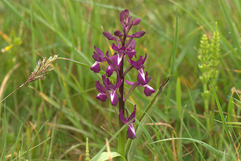 Loose-flowered Orchid by Andrew Loester