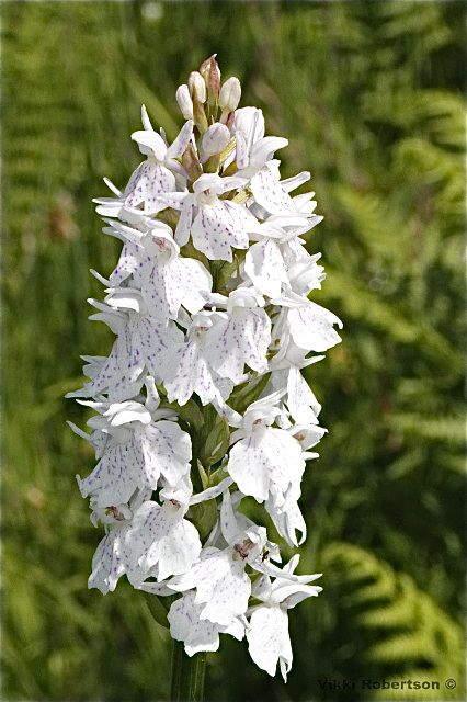 Heath Spotted Orchid by Vikki Robertson