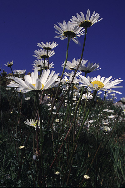 Oxeye Daisy by Richard Perchard