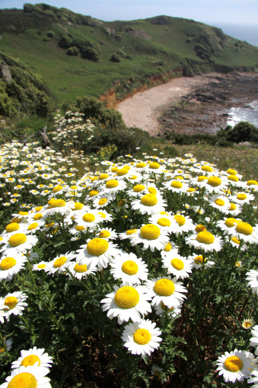 Oxeye Daisy by Richard Perchard