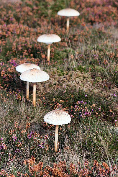 Parasol by Richard Perchard