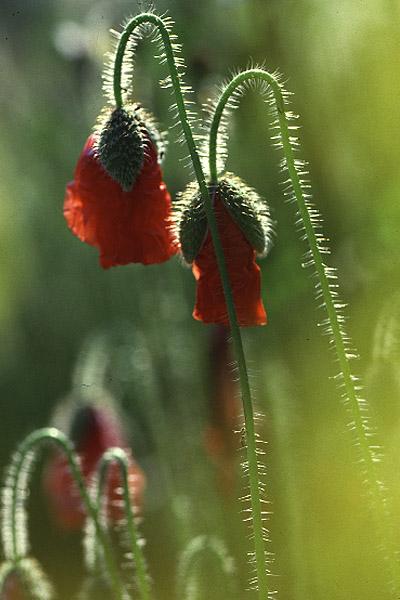 Poppies by Richard Perchard