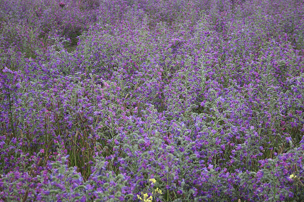 Purple Vipers Bugloss by Mick Dryden