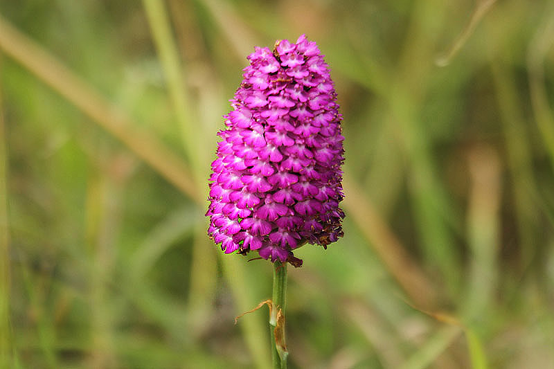 Pyramidal Orchid by Mick Dryden