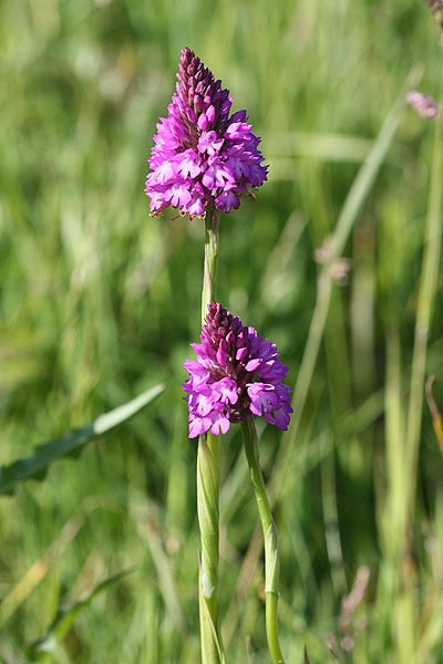 Pyramidal Orchid by Mick Dryden