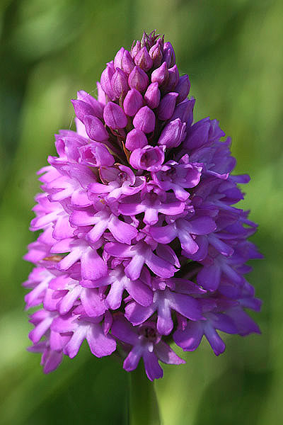 Pyramidal Orchid by Mick Dryden