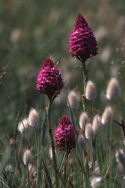 Pyramid Orchid by Richard Perchard