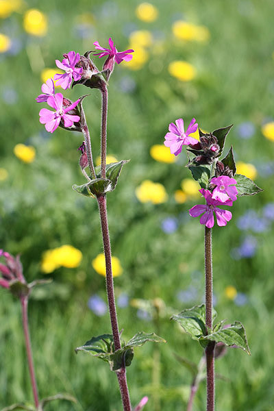 Red Campion by Mick Dryden