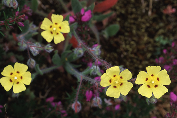 Spotted Rock Rose by Richard Perchard