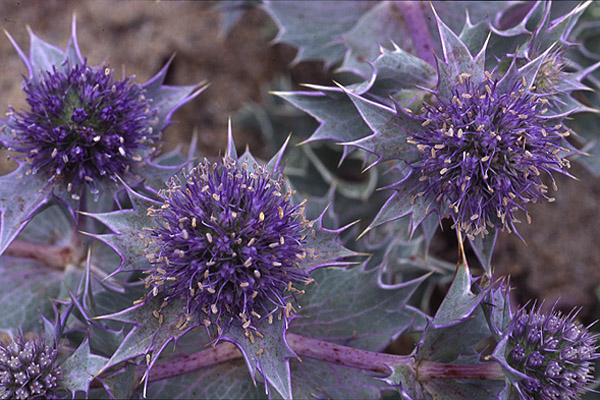 Sea Holly by Richard Perchard