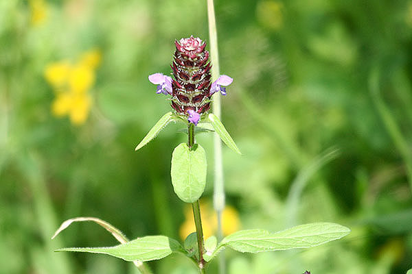 Selfheal by Mick Dryden