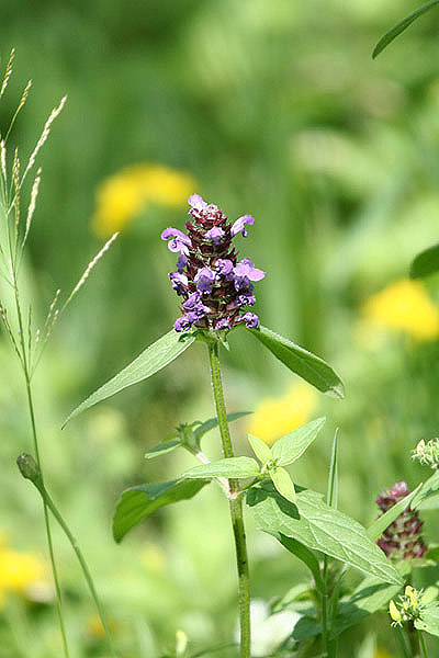 Selfheal by Mick Dryden