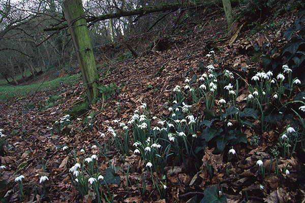 Snowdrops by Richard Perchard