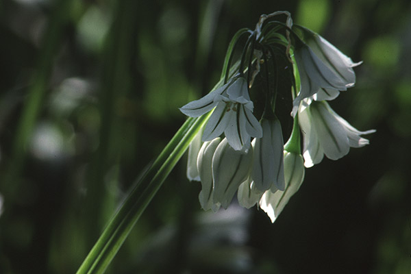 Three cornered Garlic by Richard Perchard