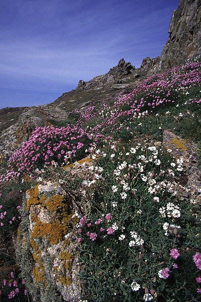 Thrift and Sea Campion by Richard Perchard