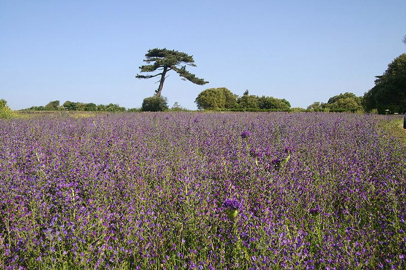 Purple Vipers bugloss by Mick Dryden