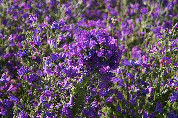 Purple Vipers bugloss by Mick Dryden