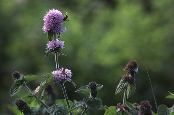 Water Mint by Richard Perchard