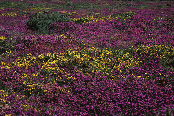 Western Gorse and Bell Heather by Richard Perchard